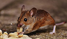 24 Hour & Emergency Exterminators in Country Club Hills, IL